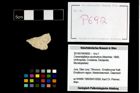 Foto (Objekt + Etikett) von Cracensigillatus acutirostrus (Moericke, 1889)  (NHMW-GEO-2014-0194-0692)